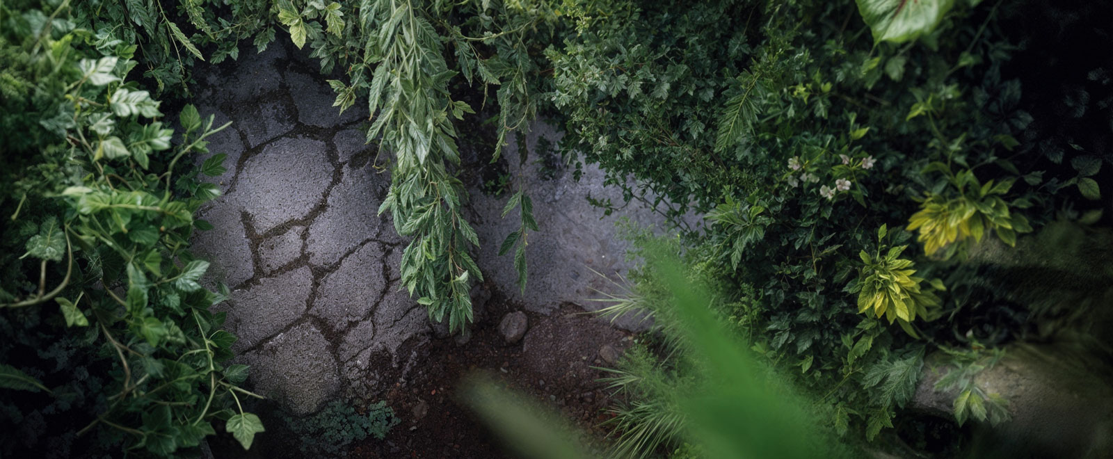 Jungle